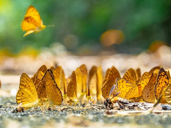 Schmetterling Boden Herbst Hintergrund Mit Blättern Und Schmetterlingen — Stockfoto