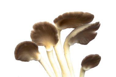 İstiridye mantarı beyaz arka planda kesilmiş kalıp izole. Sağlıklı ve organik soyut.