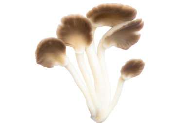 İstiridye mantarı beyaz arka planda kesilmiş kalıp izole. Sağlıklı ve organik soyut.