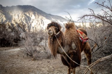 Jammu ve Kashmir, Ladakh Bölgesi, Tibet, Hindistan 'daki Nubra Vadisi' nde kum tepesi manzaralı Bactrian develeri sürüsü.
