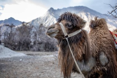 Jammu ve Kashmir, Ladakh Bölgesi, Tibet, Hindistan 'daki Nubra Vadisi' nde kum tepesi manzaralı Bactrian develeri sürüsü.