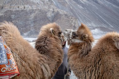 Jammu ve Kashmir, Ladakh Bölgesi, Tibet, Hindistan 'daki Nubra Vadisi' nde kum tepesi manzaralı Bactrian develeri sürüsü.