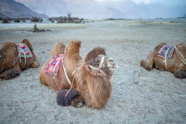 Jammu ve Kashmir, Ladakh Bölgesi, Tibet, Hindistan 'daki Nubra Vadisi' nde kum tepesi manzaralı Bactrian develeri sürüsü.