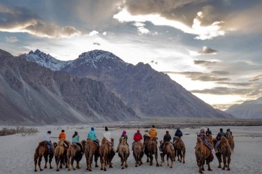 Nubra Vadisi, Jammu ve Kashmir, Ladakh Bölgesi, Tibet, Hindistan - Nisan 2019: Bactrian develeri sürüsü ile tanımlanamayan bir grup turist gün batımı sahnesi olan Binici develer günü programı sırasında.