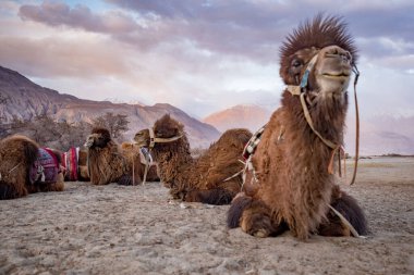 Jammu ve Kashmir, Ladakh Bölgesi, Tibet, Hindistan 'daki Nubra Vadisi' nde kum tepesi manzaralı Bactrian develeri sürüsü.