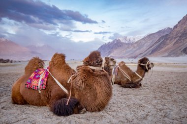 Jammu ve Kashmir, Ladakh Bölgesi, Tibet, Hindistan 'daki Nubra Vadisi' nde kum tepesi manzaralı Bactrian develeri sürüsü.