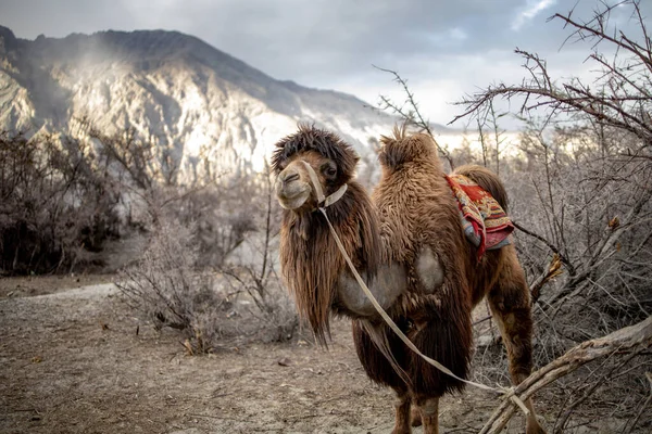 Herd Van Bactrian Kamelen Met Landschap Van Zand Duin Bij — Stockfoto