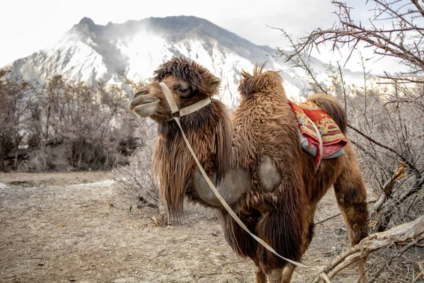 Herd Van Bactrian Kamelen Met Landschap Van Zand Duin Bij — Stockfoto