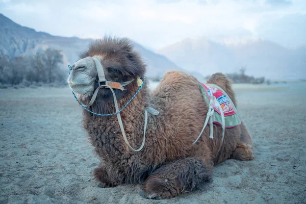 Herd Van Bactrian Kamelen Met Landschap Van Zand Duin Bij — Stockfoto