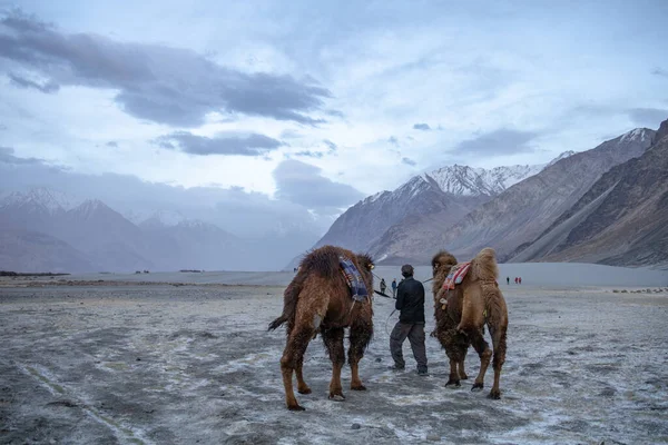 Valle Nubra Jammu Cachemira Región Ladakh Tibet India Abril 2019 — Foto de Stock