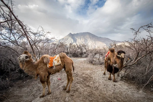 Herd Van Bactrian Kamelen Met Landschap Van Zand Duin Bij — Stockfoto