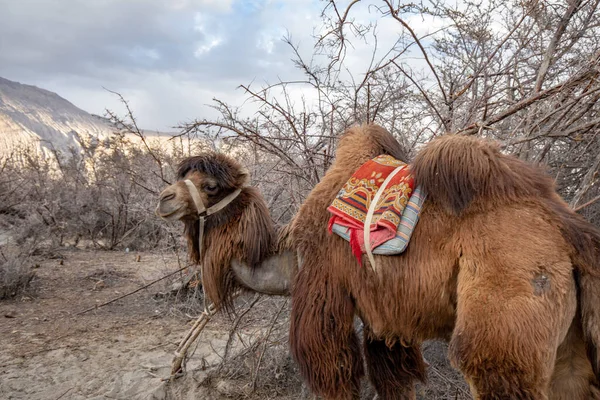 Herd Van Bactrian Kamelen Met Landschap Van Zand Duin Bij — Stockfoto