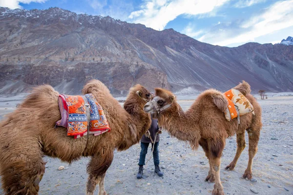 Herd Van Bactrian Kamelen Met Landschap Van Zand Duin Bij — Stockfoto