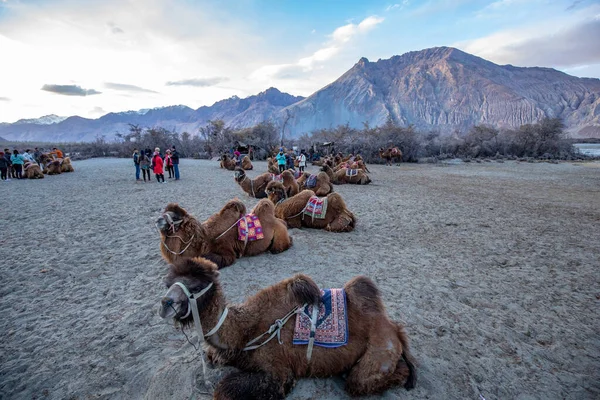 Manada Camellos Bactrianos Con Paisaje Dunas Arena Nubra Valley Jammu — Foto de Stock