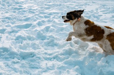 Kışın Saint Bernard köpeği, Kiroro gökyüzü tatil beldesi, Hokkaido, Japonya 'da ormanın arka planında beyaz kar üzerinde atlıyor.