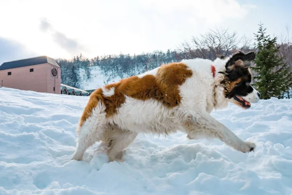 日本北海道Kiroro天空度假胜地 冬季圣伯纳德犬在白色雪地上跳跃 背景为森林 — 图库照片