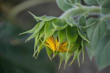 Close-up of sunflower bud in the field