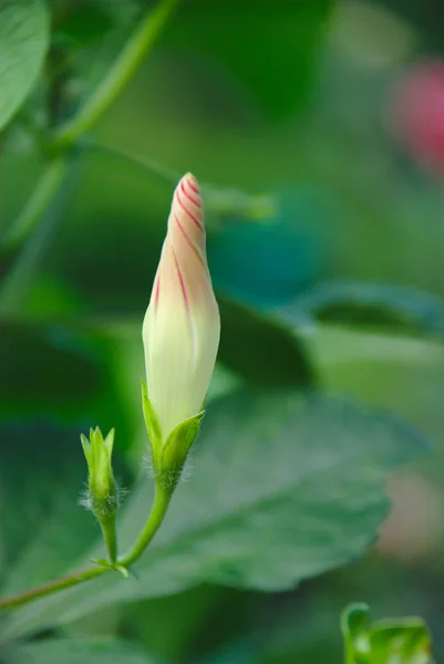 Flor Rosa Blanca Sobre Fondo Verde — Foto de Stock