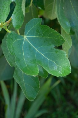 Yağmurdan sonra incir yaprakları, ıslak güneş tarafından aydınlatılmış bırakır
