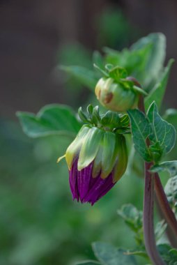 Yakın çekim yeşil zemin üzerine Mor çiçek tomurcuk