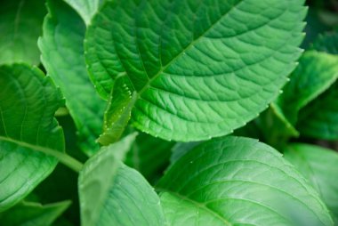 Yeşil yaprakların büyüme detay