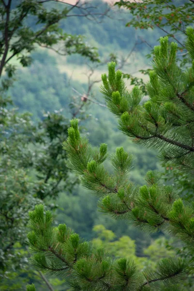Dağ Yeşil çam ağacının dalları