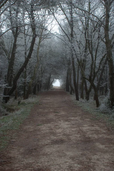 Camino Bosque Después Una Nevada Árboles Cubiertos Nieve Camino Entre —  Fotos de Stock