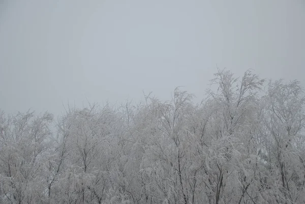 Білий Пейзаж Льодом Над Деревами Сірим Небом — стокове фото