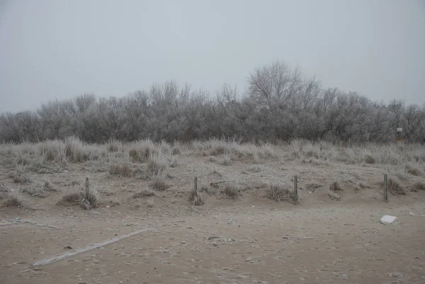 Beach Nature Pine Forest Winter Snowfall — 图库照片