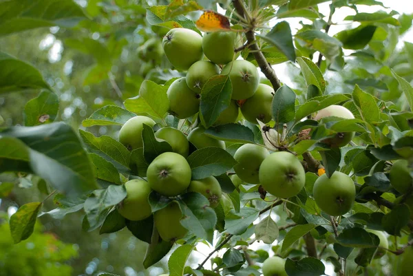 Bunches of green apples on  branches of tree