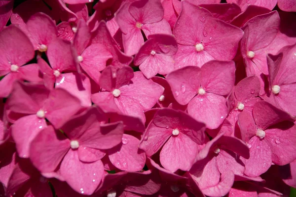 Close-up on many pink hydrangea flowers, that creating a pink background