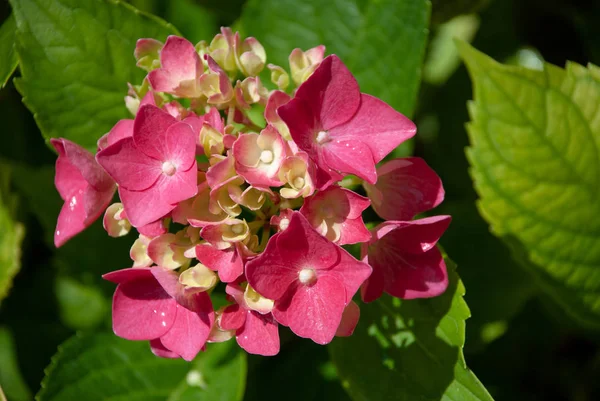 Pertumbuhan Bunga Hydrangea Merah Muda — Stok Foto