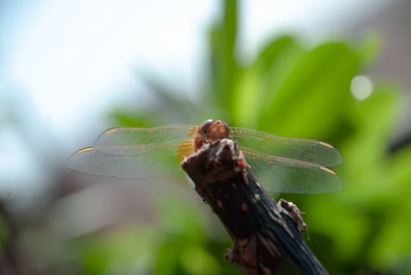 Dragonfly of gold color on a twig in the garden with sunlight, close-up of dragonfly\'s eyes and its wings