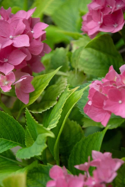 Four flowers of pink hydrangea among green leaves