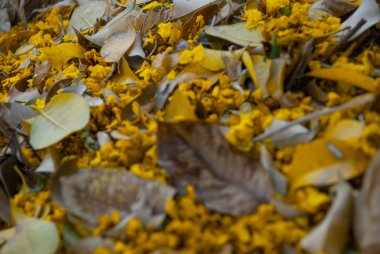 Sonbahar renkleri, sarı toprağa düşmüş yapraklar