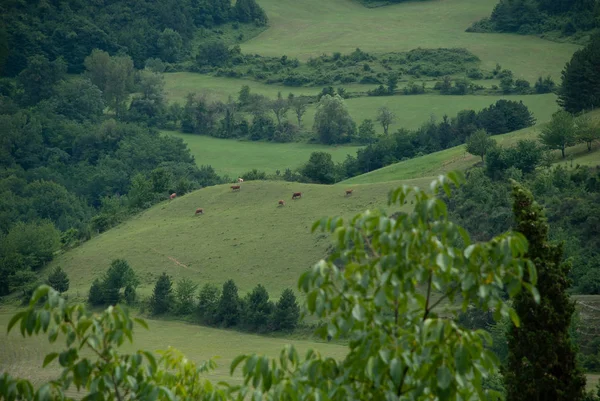 Yeşil çayırlar, hill ve ağaçların hatları otlayan inekler