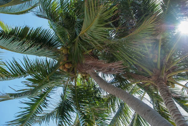 Palmiye dalları ile geçen güneş ışınları