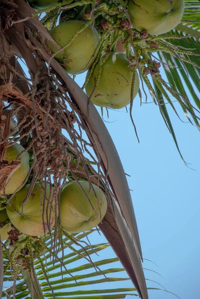 Hindistan cevizleri mavi gökyüzü arka plan üzerinde yakın çekim