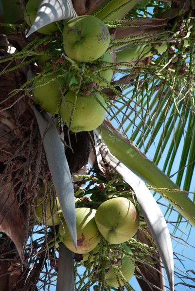 Palmera Cocos Luz Del Sol Sobre Fondo Azul Del Cielo — Foto de Stock