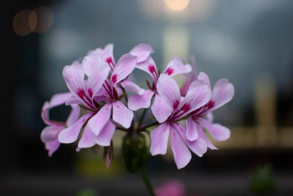 Primer Plano Geranio Con Flores Rosadas — Foto de Stock