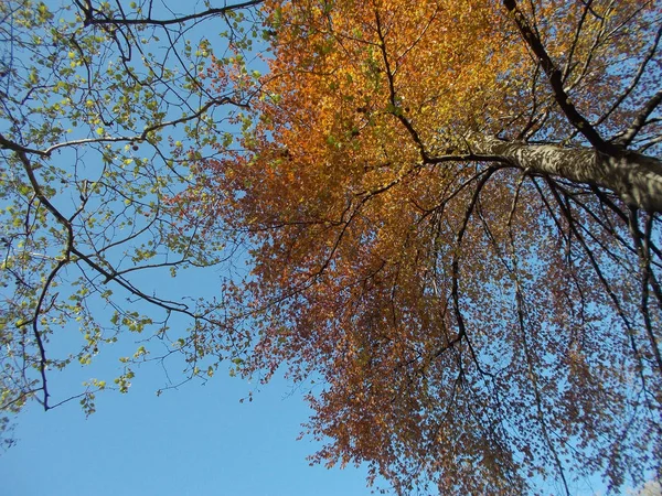 Барвистий Осінній Фон Кольорами Листя Восени — стокове фото