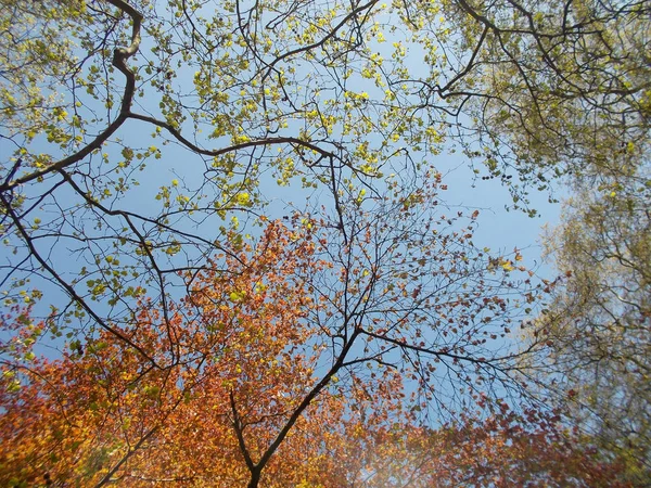 The colors of nature in autumn, branches full of colored leaves with colors of fall, red and yellow leaves on a blue sky background