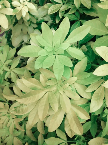 Arka plan bir ışık yeşil ve açık sarı yaprakları