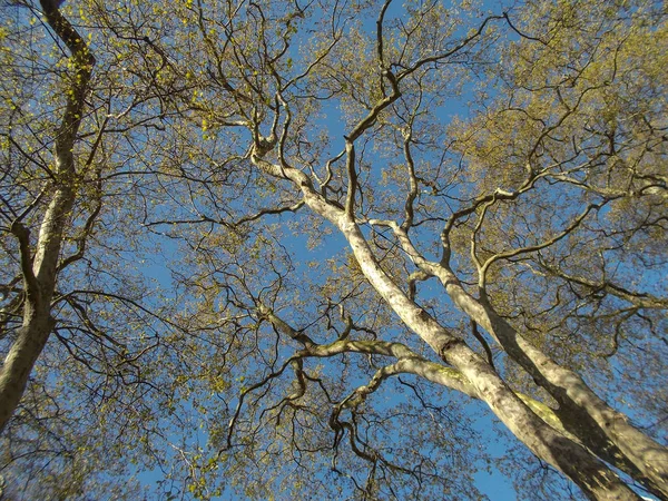 Herbstbäume Mit Gelben Blättern Sonnenlicht — Stockfoto