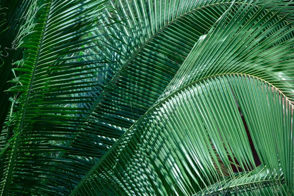 Detail Palmové Ratolesti Osvětlena Sluncem Stock Obrázky