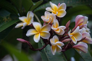 Bahçedeki Frangipani çiçeği