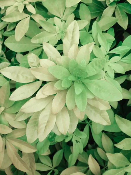 Background of a light green foliage