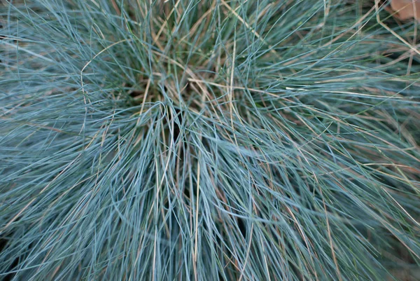 Festuca Une Plante Bleue Dans Parc — Photo