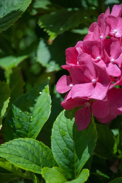 Yağmurdan sonra bahçedeki pembe ortanca 
