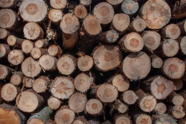 Woodpile ağaç günlüklerinin önden görünümü